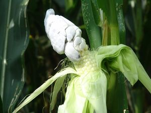 uploads/images/disease/Maize smut.jpg